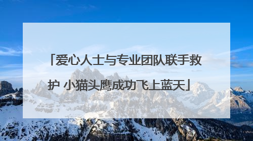 爱心人士与专业团队联手救护 小猫头鹰成功飞上蓝天