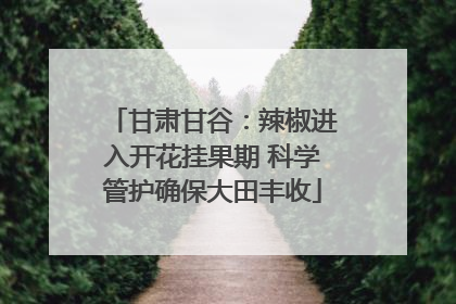 甘肃甘谷：辣椒进入开花挂果期 科学管护确保大田丰收