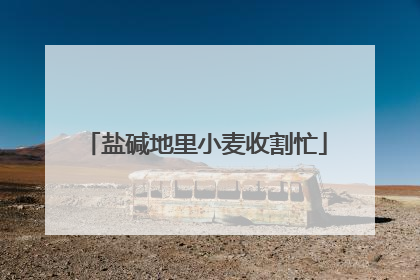 盐碱地里小麦收割忙