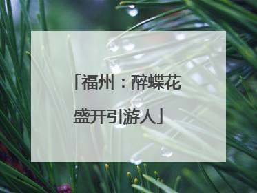 福州：醉蝶花盛开引游人