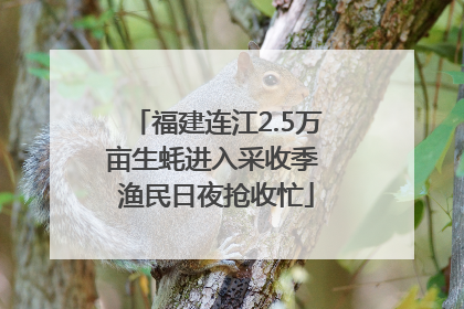 福建连江2.5万亩生蚝进入采收季 渔民日夜抢收忙