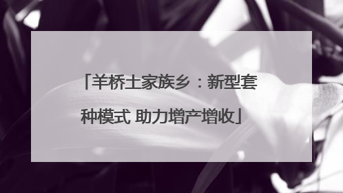 羊桥土家族乡：新型套种模式 助力增产增收