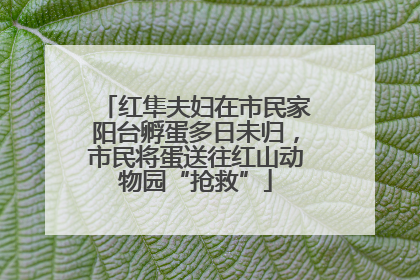 红隼夫妇在市民家阳台孵蛋多日未归，市民将蛋送往红山动物园“抢救”