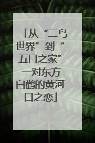 从“二鸟世界”到“五口之家” 一对东方白鹳的黄河口之恋