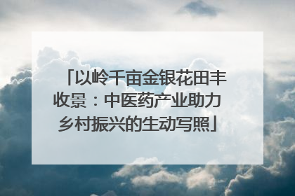 以岭千亩金银花田丰收景：中医药产业助力乡村振兴的生动写照
