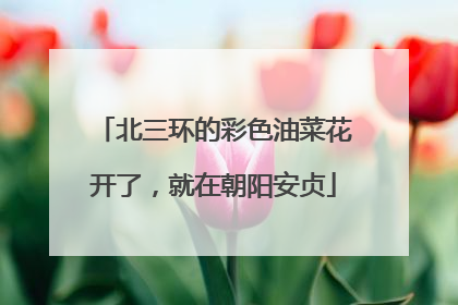 北三环的彩色油菜花开了，就在朝阳安贞