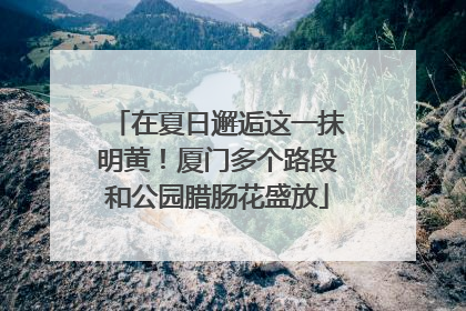在夏日邂逅这一抹明黄！厦门多个路段和公园腊肠花盛放