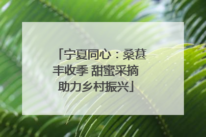 宁夏同心：桑葚丰收季 甜蜜采摘助力乡村振兴