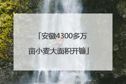 安徽4300多万亩小麦大面积开镰