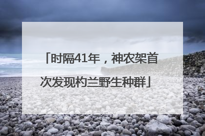 时隔41年，神农架首次发现杓兰野生种群