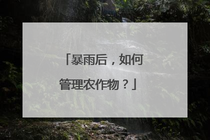 暴雨后，如何管理农作物？