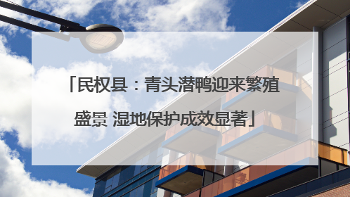 民权县：青头潜鸭迎来繁殖盛景 湿地保护成效显著