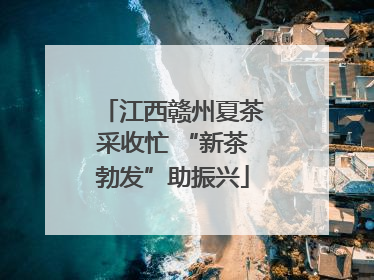 江西赣州夏茶采收忙 “新茶勃发”助振兴