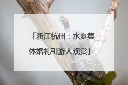 浙江杭州：水乡集体婚礼引游人观赏