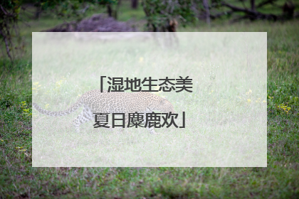 湿地生态美 夏日麋鹿欢