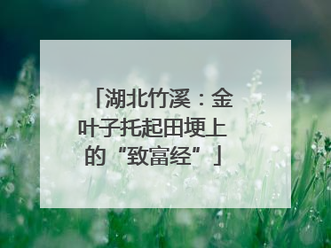 湖北竹溪：金叶子托起田埂上的“致富经”