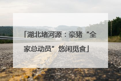 湖北堵河源：豪猪“全家总动员”悠闲觅食