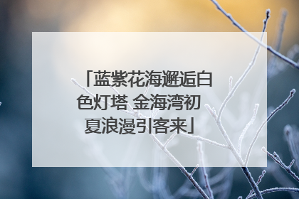 蓝紫花海邂逅白色灯塔 金海湾初夏浪漫引客来