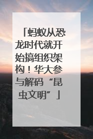 蚂蚁从恐龙时代就开始搞组织架构！华大参与解码“昆虫文明”