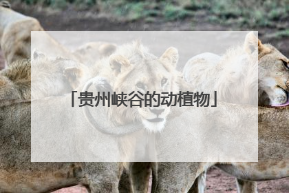 贵州峡谷的动植物
