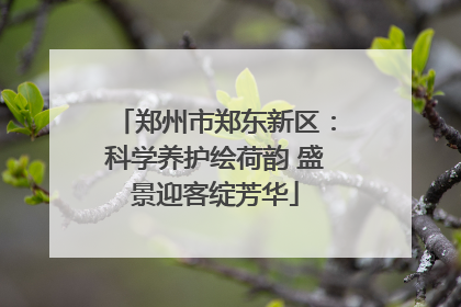 郑州市郑东新区：科学养护绘荷韵 盛景迎客绽芳华