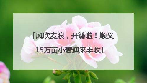 风吹麦浪，开镰啦！顺义15万亩小麦迎来丰收
