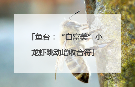 鱼台：“白富美”小龙虾跳动增收音符