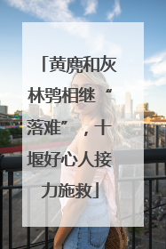 黄麂和灰林鸮相继“落难”，十堰好心人接力施救